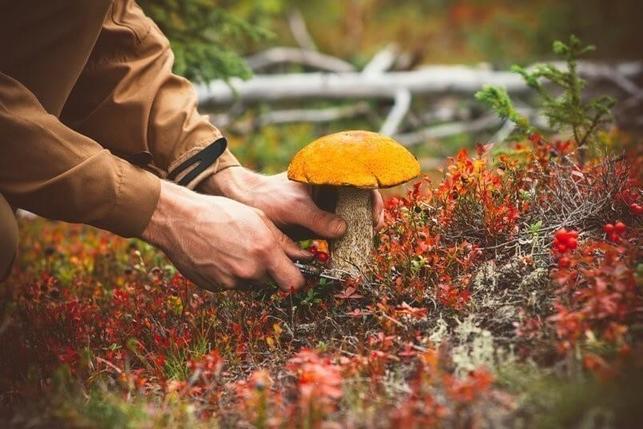 Отравление грибами: первые признаки и скорая помощь