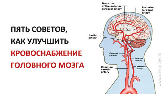 Пять советов для улучшения кровоснабжения головного мозга