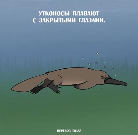 23 странных и неожиданных факта о животных, которых нет в школьных учебниках