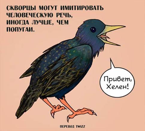 23 странных и неожиданных факта о животных, которых нет в школьных учебниках