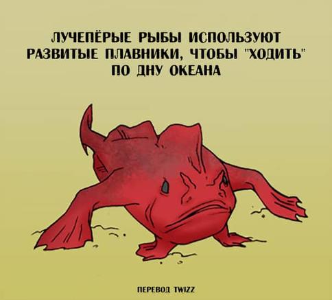 23 странных и неожиданных факта о животных, которых нет в школьных учебниках