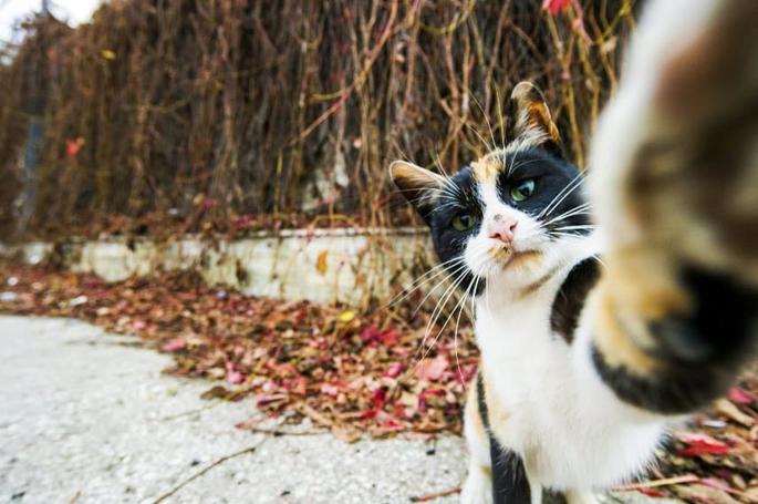 14 забавнейших фотографий животных, которые стали финалистами комедийного конкурса 2017 года