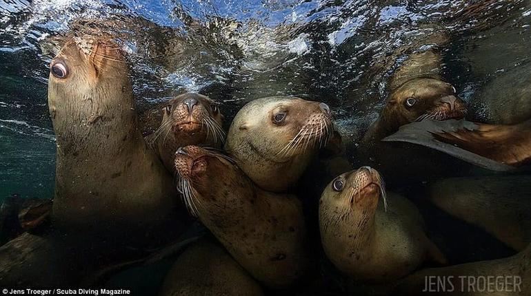 10 фотографий призёров престижного конкурса, которые раскрывают все тайны подводной жизни