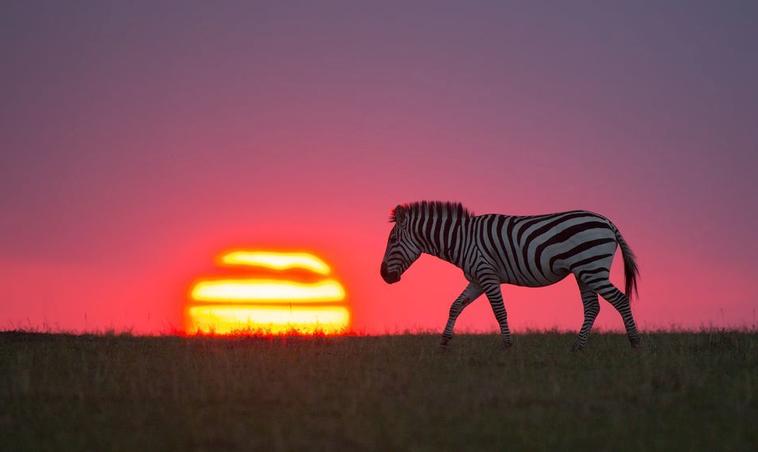 25 свежих и невероятных фото дикой природы от National Geographic