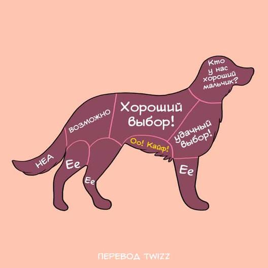 14 забавных иллюстраций, которые наглядно покажут вам, как нужно гладить животных