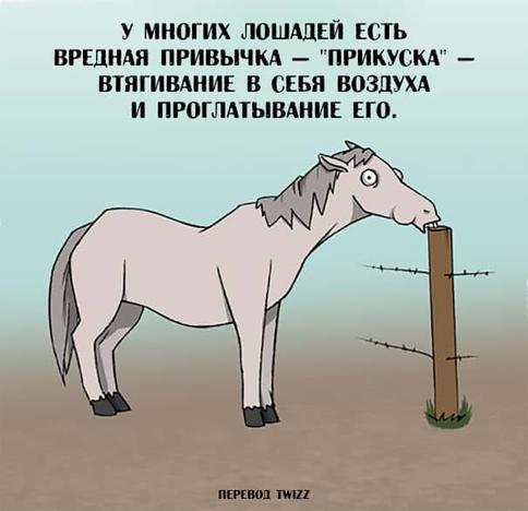 23 странных и неожиданных факта о животных, которых нет в школьных учебниках