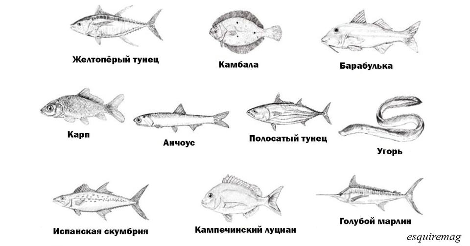 4 простых способа приготовить любую рыбу как профессиональный шеф повар