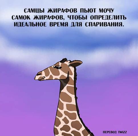 23 странных и неожиданных факта о животных, которых нет в школьных учебниках