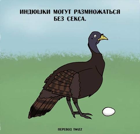 23 странных и неожиданных факта о животных, которых нет в школьных учебниках