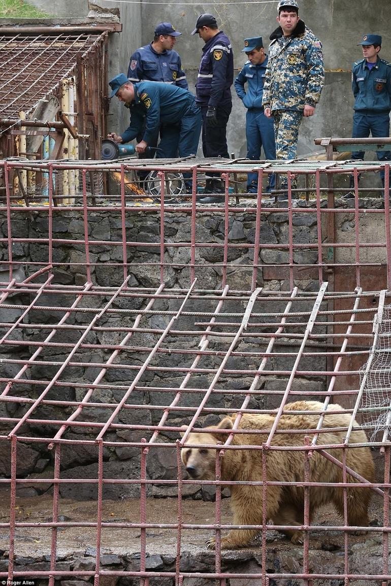 Голодных медведей Мишу и Дашу заставляли смотреть, как едят люди. Теперь они спасены! 