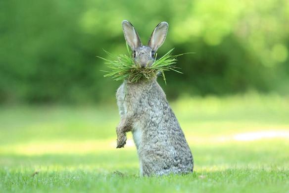 25 фотографий-финалистов конкурса на лучшую комедийную фотографию животных 2017 года