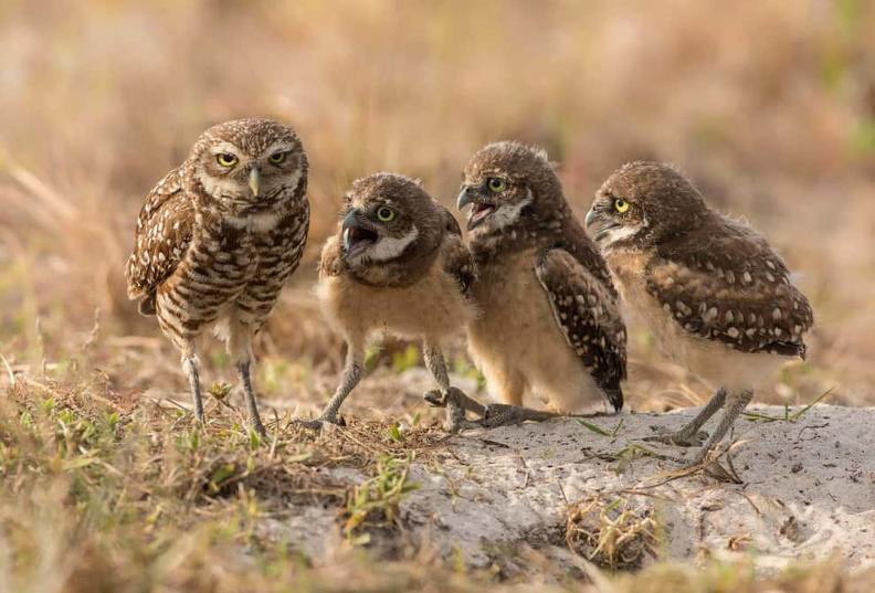 25 фотографий-финалистов конкурса на лучшую комедийную фотографию животных 2017 года