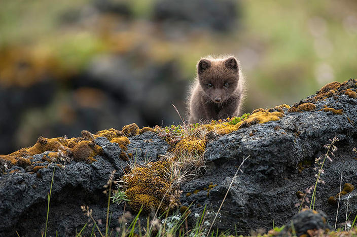 25 фото Исландии, которые заставляют засомневаться: а наша ли это планета? 