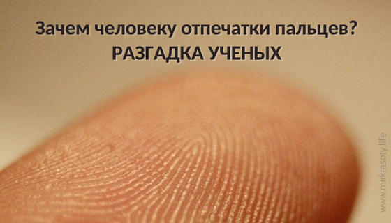 Ученые объяснили, зачем человеку нужны отпечатки пальцев