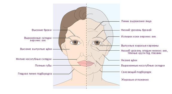 Как вы будете выглядеть в будущем? Типы старения лица