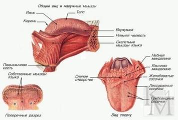 Десять минут, которые избавят от храпа на всю ночь