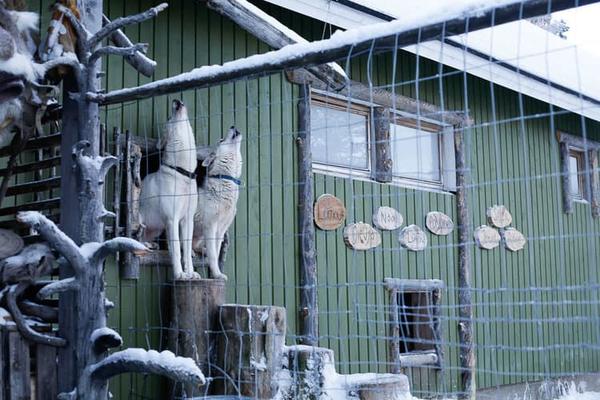 18 крутых животных, которые поднимут вам настроение, хотите вы этого или нет