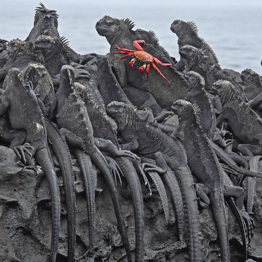 National Geographic назвал самые популярные фотографии 2017 года, которые выбрали пользователи Инстаграма