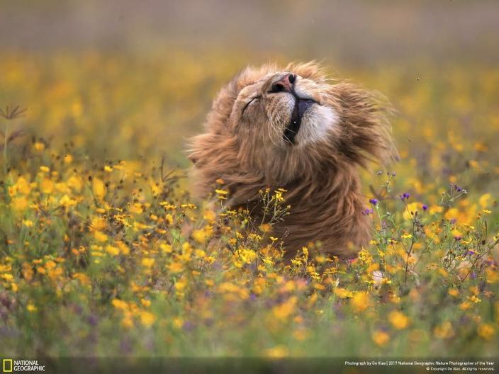 33 фотографии, которые журнал National Geographic назвал лучшими снимками дикой природы 2017