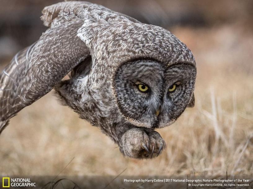 33 фотографии, которые журнал National Geographic назвал лучшими снимками дикой природы 2017