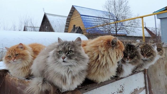 Суровые сибирские кошки захватили целую ферму. Вот как они там живут