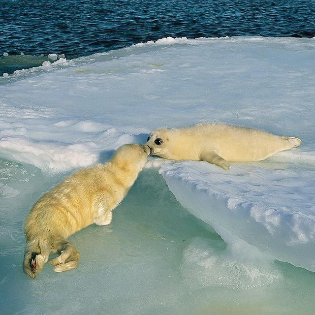 National Geographic назвал самые популярные фотографии 2017 года, которые выбрали пользователи Инстаграма