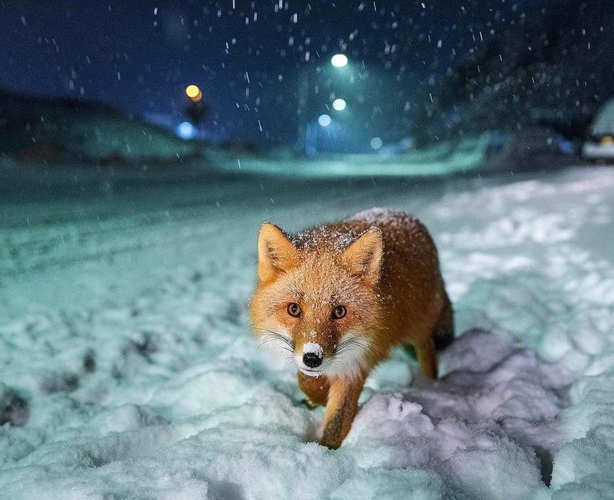 National Geographic назвал самые популярные фотографии 2017 года, которые выбрали пользователи Инстаграма