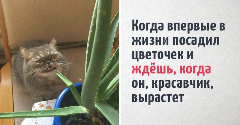 15 смешных ситуаций из жизни котиков, которые невероятно похожи на людей. Просто у нас шерсти меньше