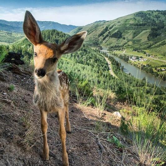 National Geographic назвал самые популярные фотографии 2017 года, которые выбрали пользователи Инстаграма