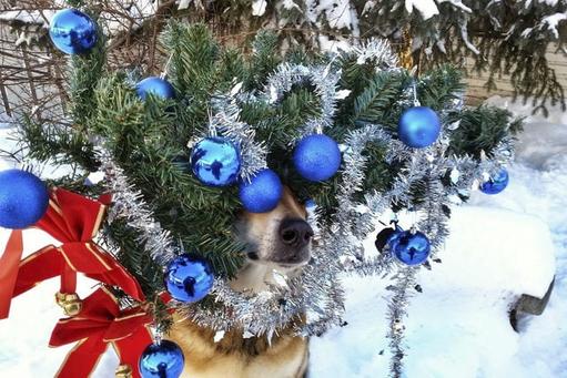 Пёс показывает чудеса воспитанности, удерживая на своей голове всё, что угодно. Даже сосисочки