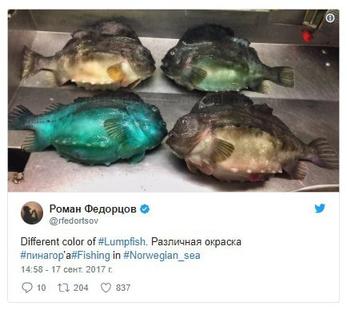 Мурманский моряк делится фотографиями морских существ, которых выловил его траулер, и они будут преследовать вас в кошмарах