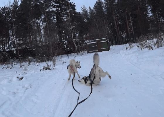 15 стандартных для зимы ситуаций, которые знакомы не только людям, но и братьям нашим меньшим