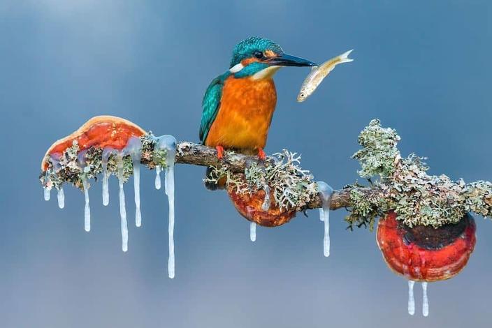 20 мощных фотографий, ставших победителями престижного конкурса 2017 Siena Photo Awards