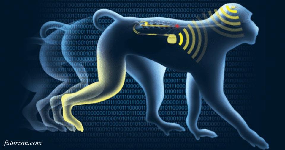 Мозговой имплант поднял на ноги парализованную обезьяну. Скоро попробуют на людях! 
