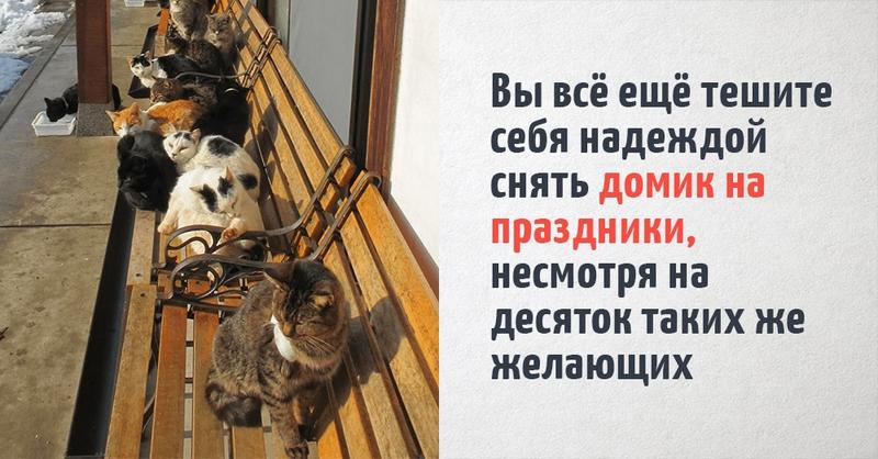 18 животных, внезапно осознавших, что до Нового года рукой подать, а у них ещё и конь не валялся. Как и у всех нас