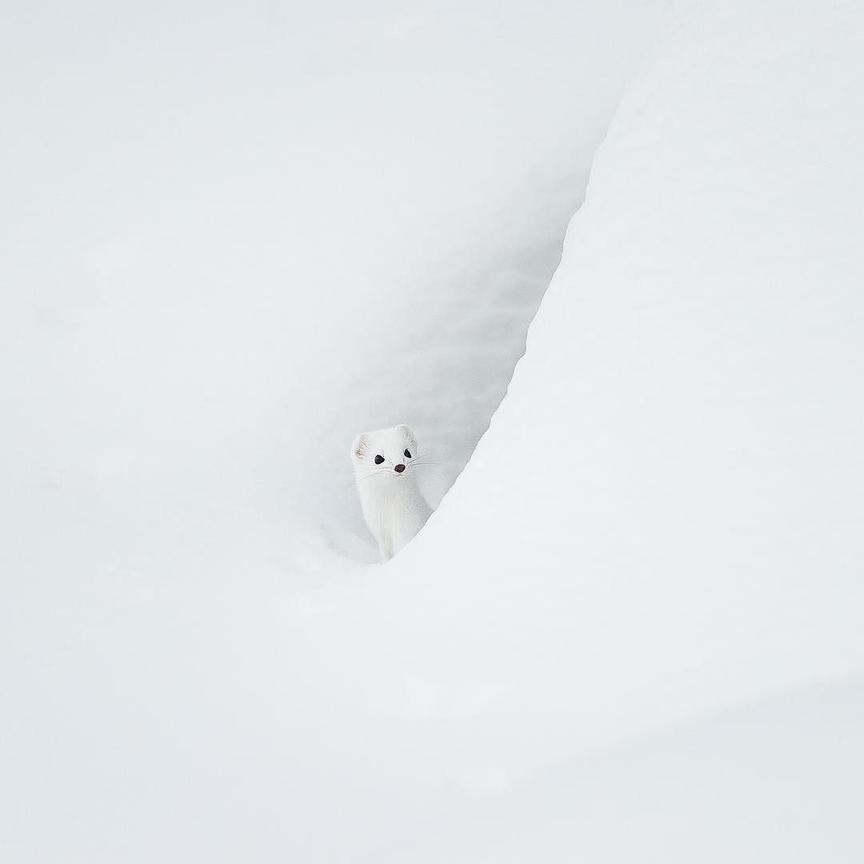 National Geographic назвал самые популярные фотографии 2017 года, которые выбрали пользователи Инстаграма