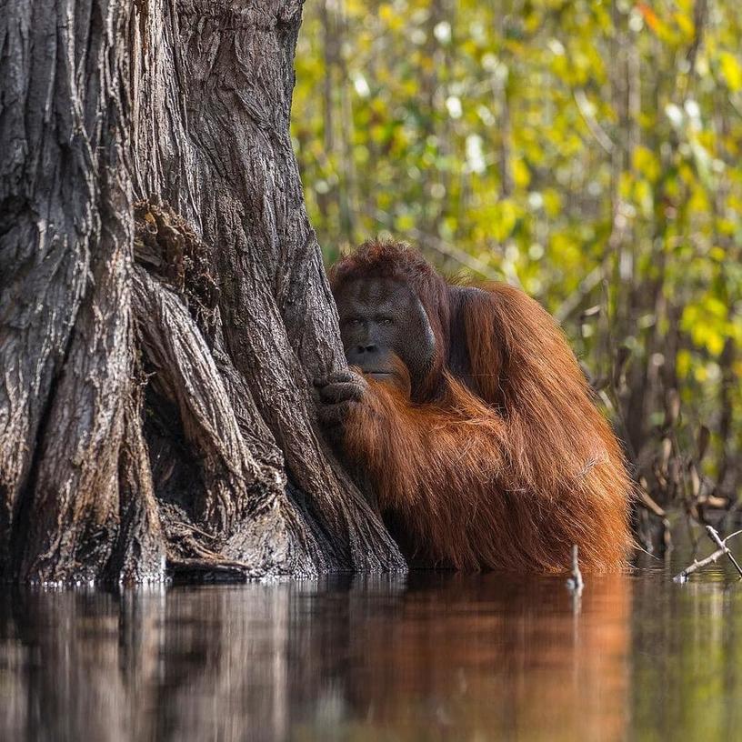 National Geographic назвал самые популярные фотографии 2017 года, которые выбрали пользователи Инстаграма