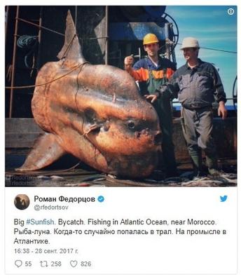 Мурманский моряк делится фотографиями морских существ, которых выловил его траулер, и они будут преследовать вас в кошмарах