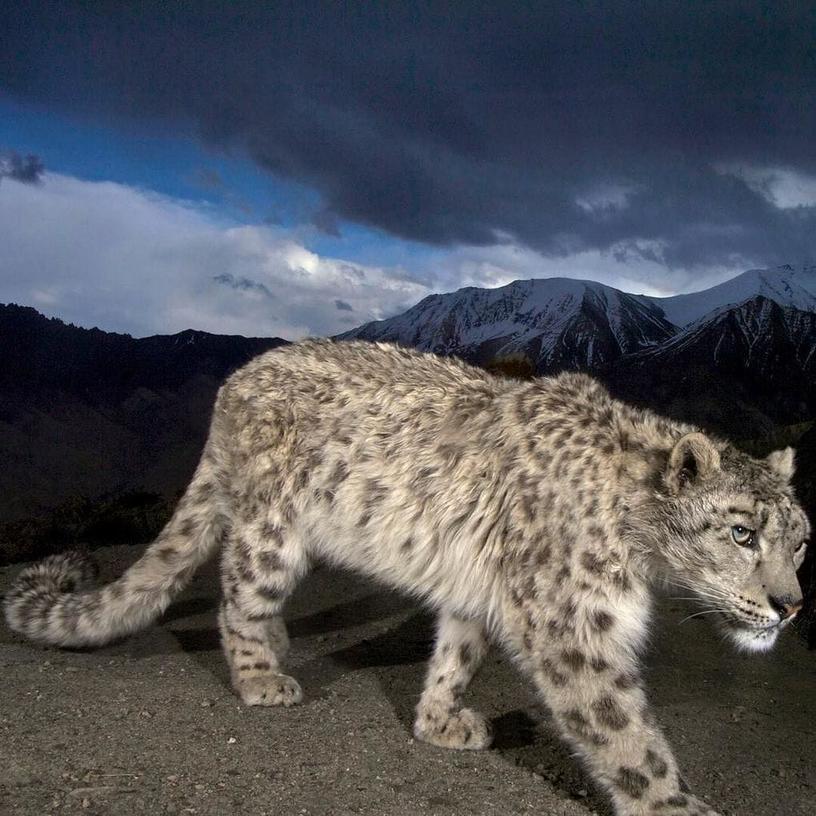 National Geographic назвал самые популярные фотографии 2017 года, которые выбрали пользователи Инстаграма