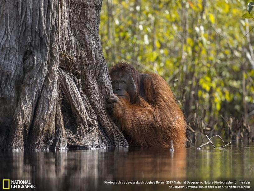 33 фотографии, которые журнал National Geographic назвал лучшими снимками дикой природы 2017