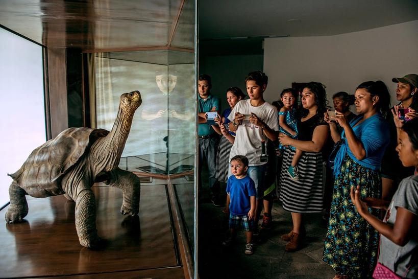 Каким мы запомним год Огненного Петуха: 2017-й в фотографиях New York Times