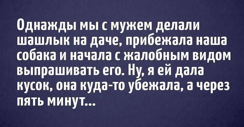 Пользователи интернета поделились забавными историями, которые произошли с их собаками. С такими питомцами точно не соскучишься