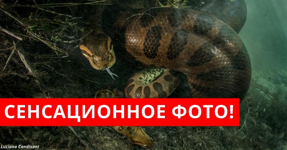 Вот почему самка анаконды убивает самца после спаривания! 