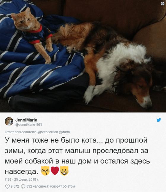 Девушка была отъявленной собачницей, но котейку, появившегося из вентиляции, это не очень волновало. Он хотел быть поглаженным!