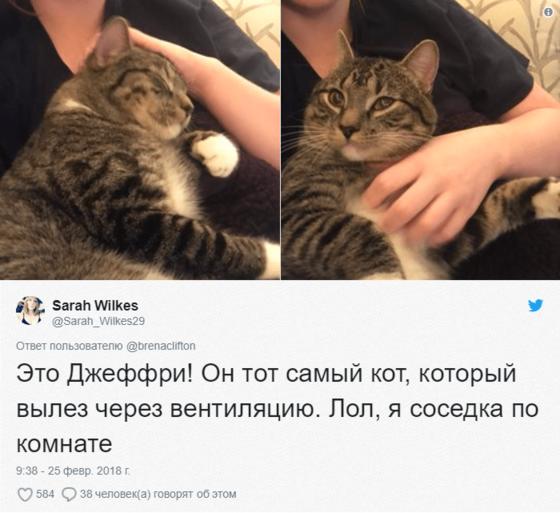 Девушка была отъявленной собачницей, но котейку, появившегося из вентиляции, это не очень волновало. Он хотел быть поглаженным!