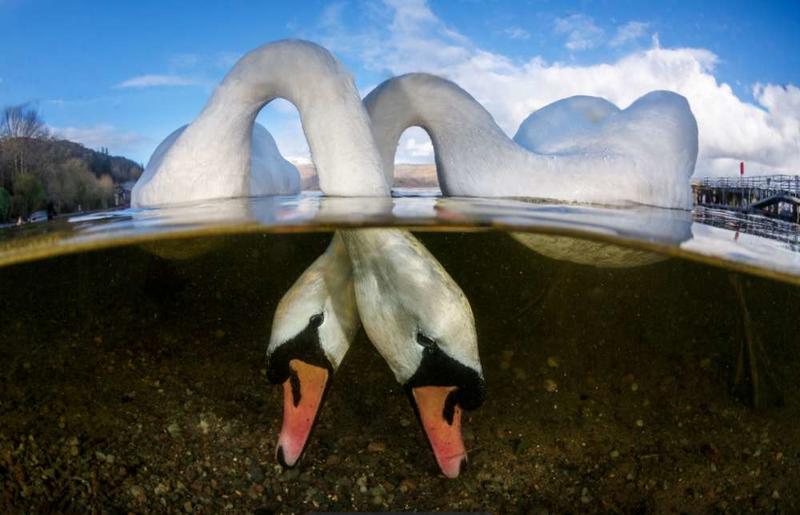 Вот лучшие фото, которые были сделаны под водой. Завораживает!..