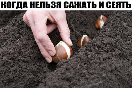 Когда нельзя сажать и сеять