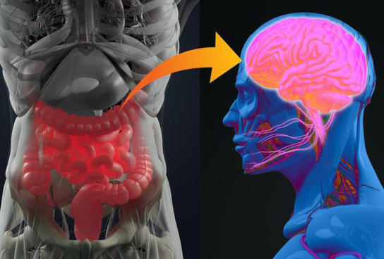 Кишечник — ваш второй мозг и его можно исцелить