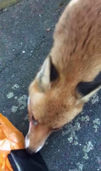 Мужчина увидел в городе лису и захотел снять её на видео. Однако он забыл о лисьей хитрости и здорово за это поплатился