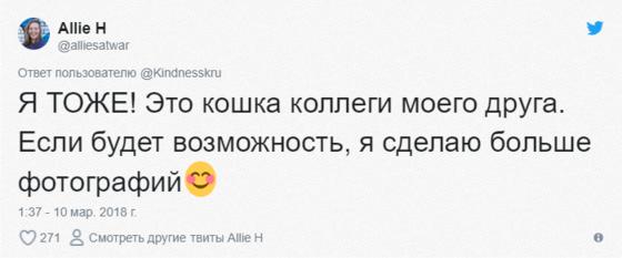 Эта очаровательная кошечка каждый день приносит своей хозяйке цветы. Правда отнюдь не из романтических побуждений